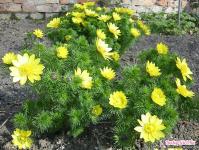 Красивые желтые цветы многолетники для сада: каталог с названиями и фото Желтые мелкие цветы
