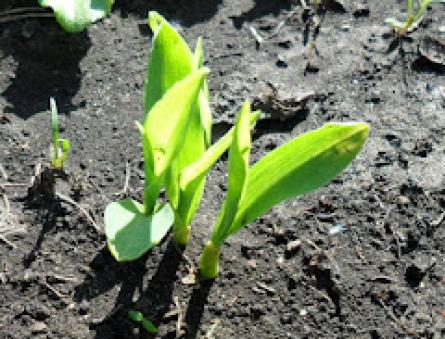 Как выращивают кукурузу в сибири
